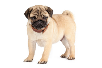 Pug dog isolated on a white background