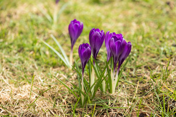 violet snowdrops in spring