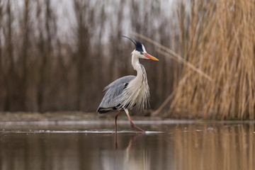 Grey Heron
