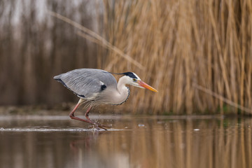 Grey Heron