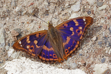 17.06.2018 DE, RLP, Mosel, Leiwen, Dhrontal Kleiner Schillerfalter Apatura ilia ([DENIS & SCHIFFERMšLLER], 1775)