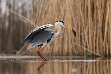 Grey Heron