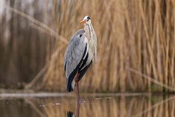 Grey Heron