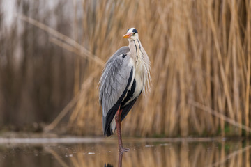 Grey Heron