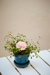 Preserved pink carnation 