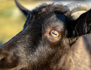 Fototapeta premium Portrait of a black goat in a pasture