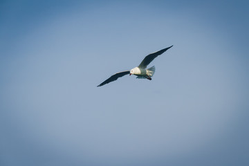 Soft focused seagull flying on radius gradient blue sky background