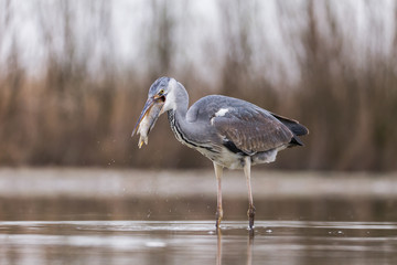 Grey Heron