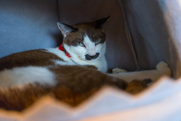 猫 ねこ ネコ 可愛い 表情 猫カフェ