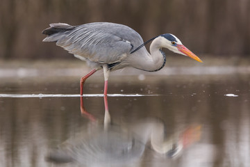 Grey Heron