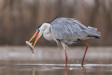 Grey Heron