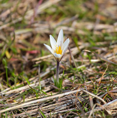 The first flower in nature in spring