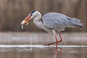 Grey Heron