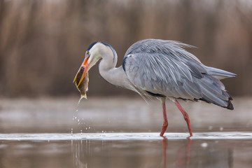 Grey Heron