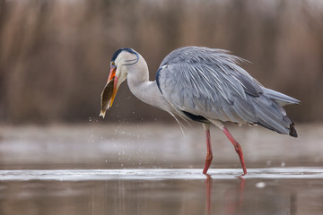 Fototapeta premium Grey Heron