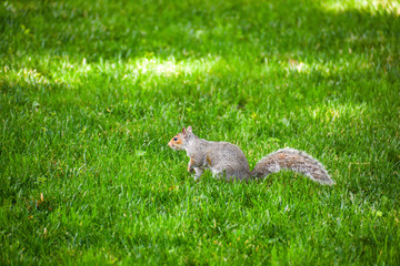 squirrel at central park