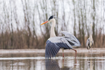 Grey Heron