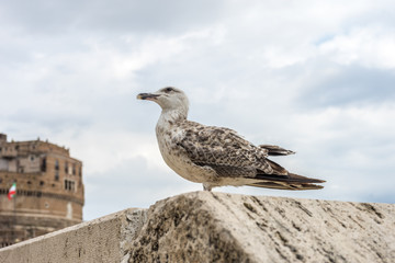 Italy, Rome, Castel Sant Angelo with a bird in foreground,