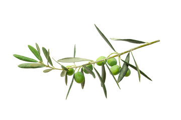 green twig of olive tree branch with berries isolated on white background