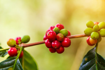 Obraz premium Coffee beans ripening, fresh coffee,red berry branch