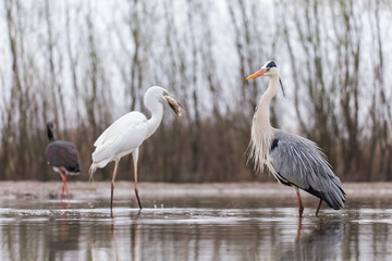 Grey Heron