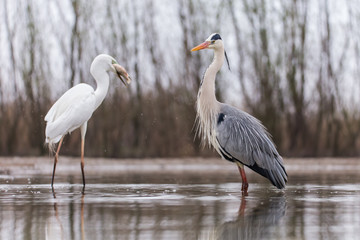 Grey Heron