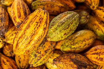 Cocoa beans and cocoa pod