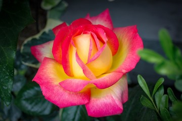 Pink and yellow rose