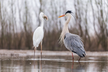 Obraz premium Grey Heron