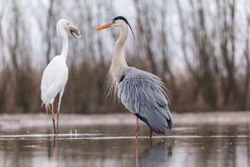 Grey Heron