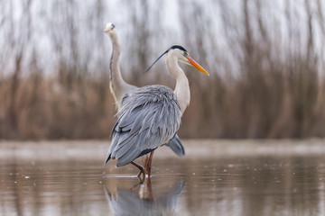 Grey Heron