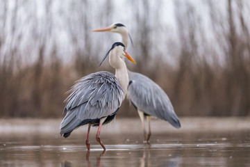 Grey Heron