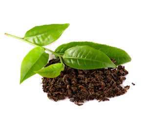 Green tea leaf isolated on white background