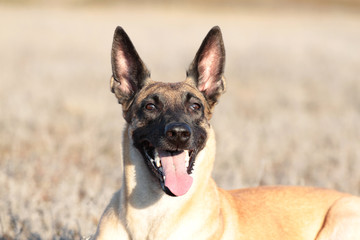 Spring Portrait of a beautiful dog breed Belgian Shepherd Malinois in the grass