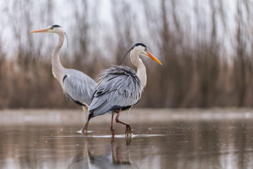 Grey Heron