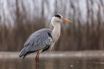 Grey Heron