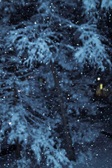 Snow Storm Frozen in Time