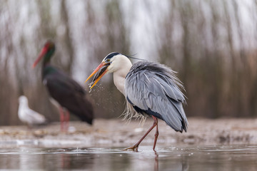 Grey Heron