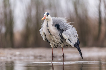 Grey Heron