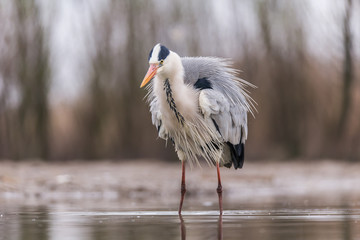 Grey Heron