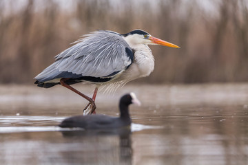 Grey Heron