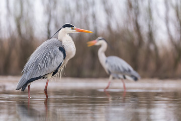 Grey Heron