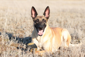 Dog with a ball of breed Belgian Shepherd Malinois in the spring grass