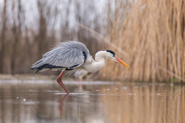 Grey Heron