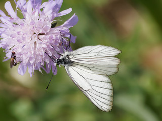 Papillon mâle, le Gazé ou Piéride de l'Aubépine (Aporia crataegi)
