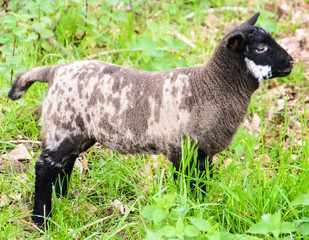 lamb black and white on green grass