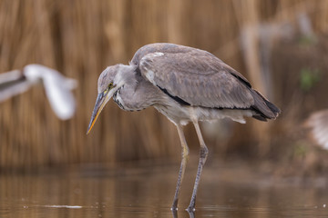 Grey Heron