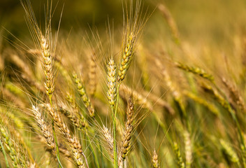 Fototapeta premium Barley Field in Sunset