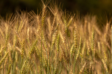 Fototapeta premium Barley Field in Sunset