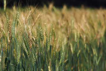 Fototapeta premium Barley Field in Sunset